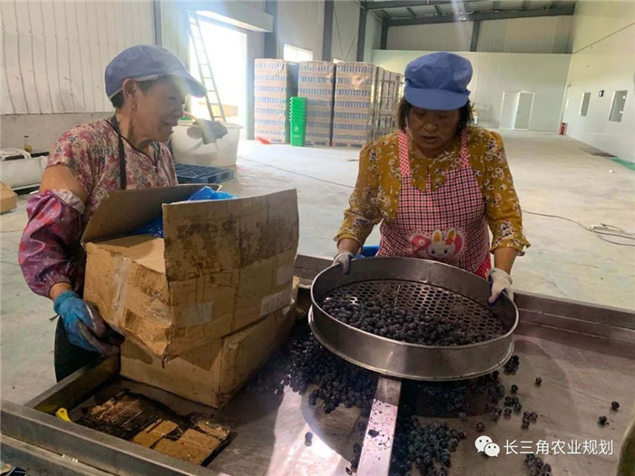 為了幫助園區(qū)的提檔升級，南京市農(nóng)業(yè)農(nóng)村局特委托中農(nóng)富通編制《南京市農(nóng)業(yè)園區(qū)發(fā)展研究報告》，以期從產(chǎn)業(yè)發(fā)展路徑、園區(qū)發(fā)展模式、保障措施等多維度為南京市農(nóng)業(yè)園區(qū)未來三年的發(fā)展做統(tǒng)籌謀劃。 8月19日，中農(nóng)(圖19)