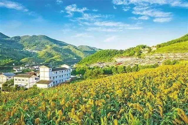 最高獎補(bǔ)8000萬！建設(shè)一批鄉(xiāng)村振興集成創(chuàng)新示范縣(圖2)